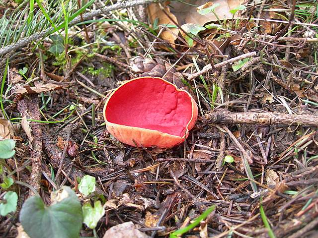 Il Risveglio dei Funghi